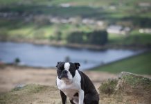 ‘WeRateDogs’ Founder Arrested on Bestiality Charges