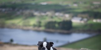 ‘WeRateDogs’ Founder Arrested on Bestiality Charges