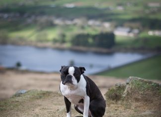 ‘WeRateDogs’ Founder Arrested on Bestiality Charges